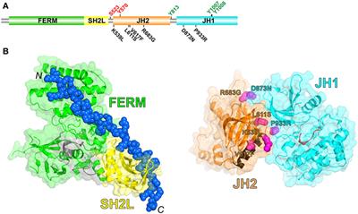 Mechanistic Insights into Regulation of JAK2 Tyrosine Kinase